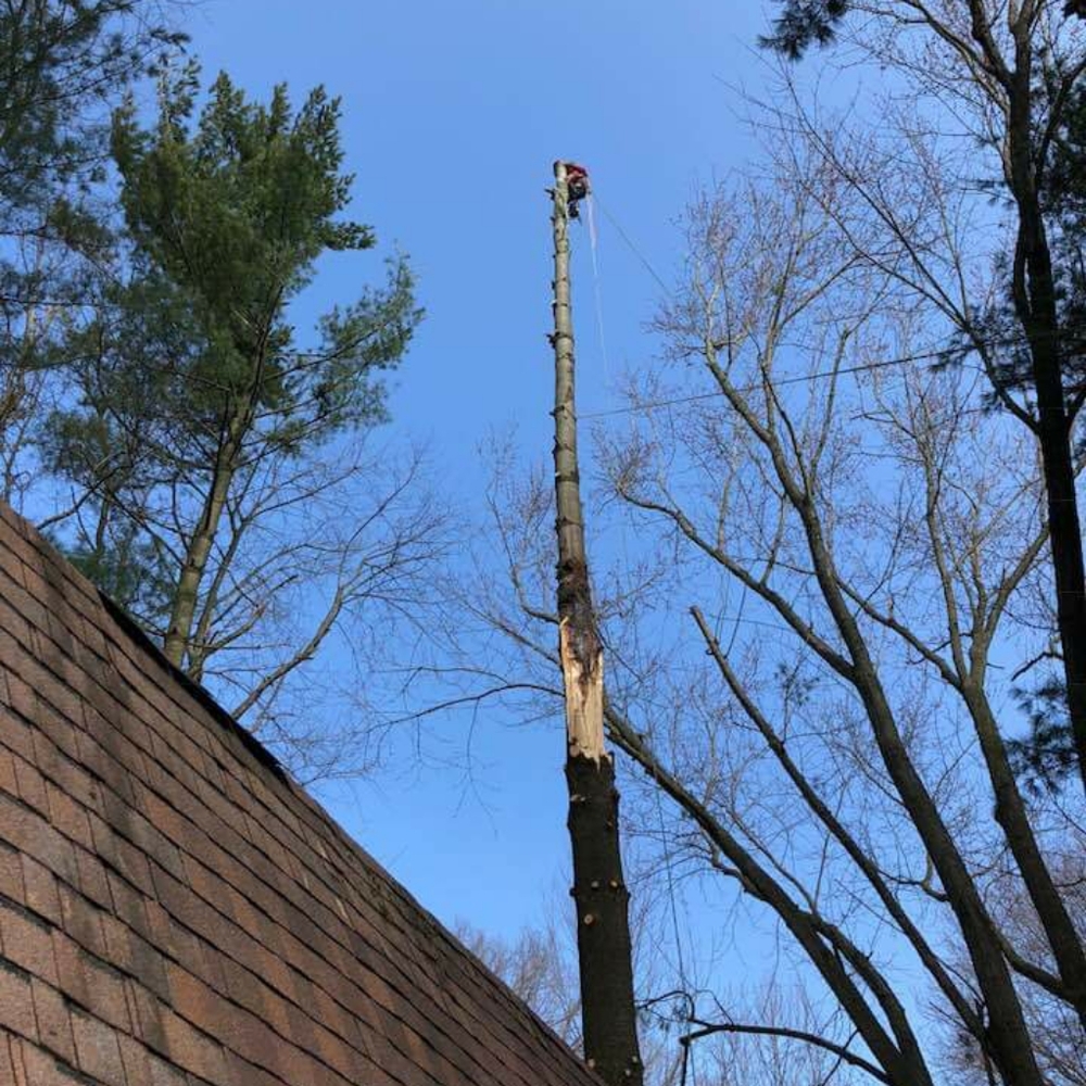 I remove  trees beautifull people